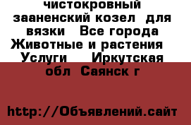 чистокровный зааненский козел  для вязки - Все города Животные и растения » Услуги   . Иркутская обл.,Саянск г.